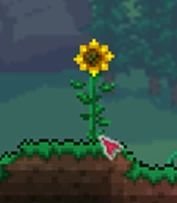 泰拉瑞亞森林地形判定方法詳情