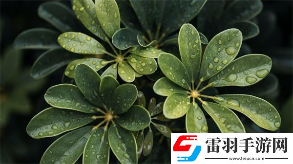 三亞私人高清影院品牌加盟費(fèi)多少