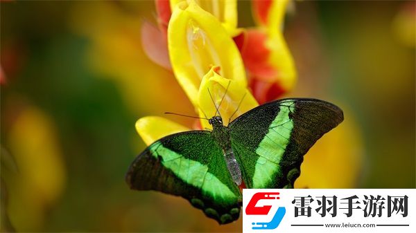 清純汆肉的日常