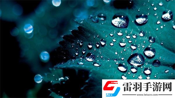 四葉草M碼和歐洲碼的888區別