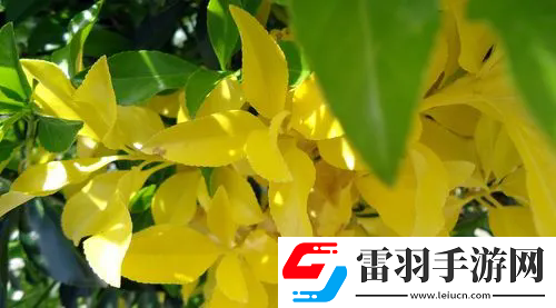 最美情侶中文字幕MV電影：探索最美情侶中文字幕MV電影的魅力與欣賞指南！