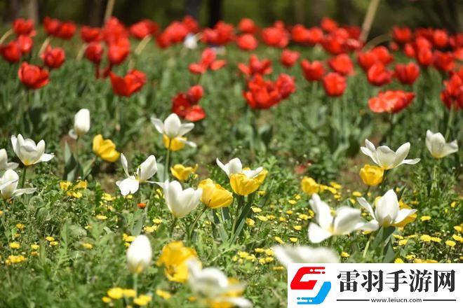 單身男女觀看免費(fèi)完整版：光影重現(xiàn)的神秘視界，享受前所未有的視覺盛宴！