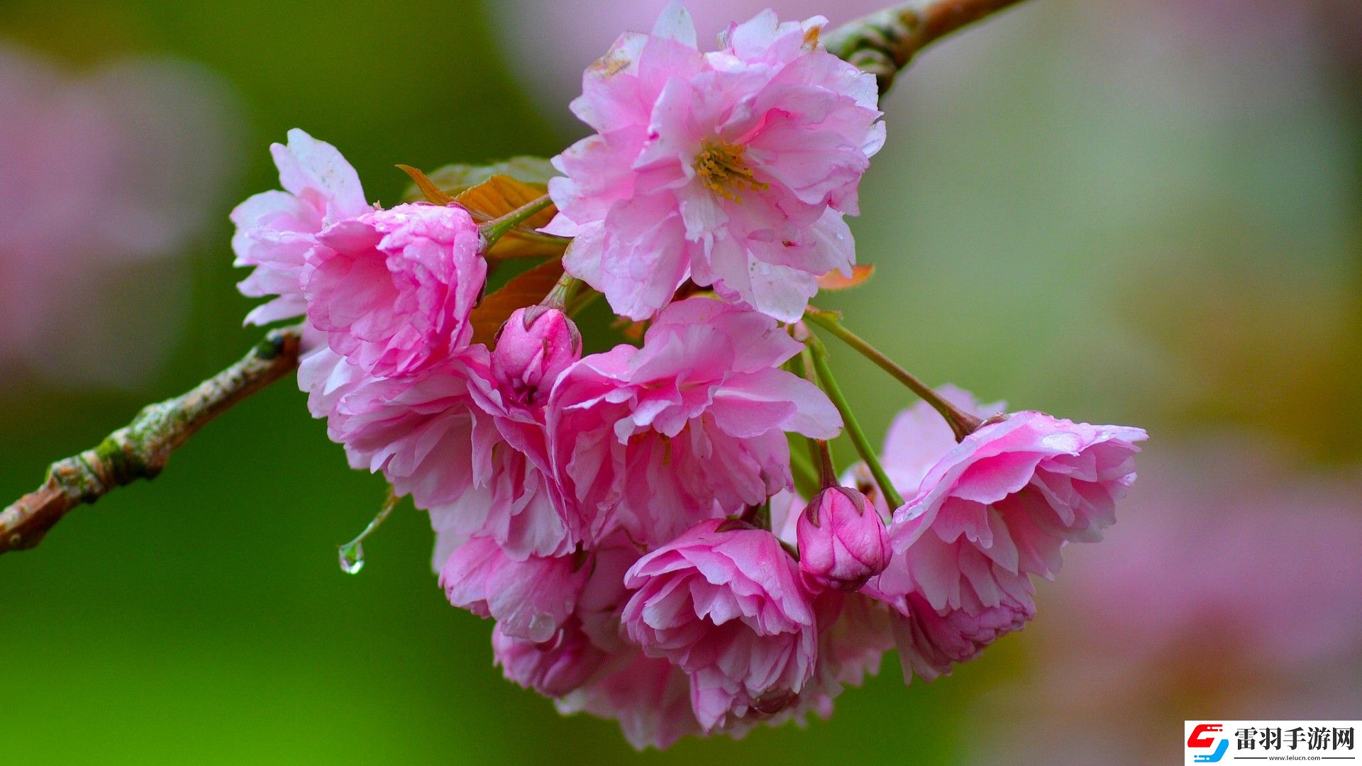 單身男女觀看免費完整版：解鎖浪漫故事的每一幕，觀看這部經典愛情電影的最佳途徑！