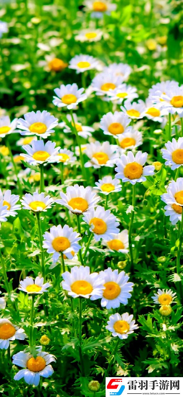 輕松獲取大地資源在線觀看免費高清的指南:暢享無廣告、全高清的觀影體驗!