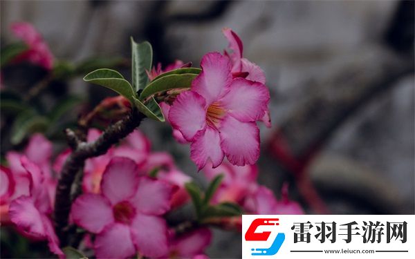 免費的短視頻app大全下載蘋果