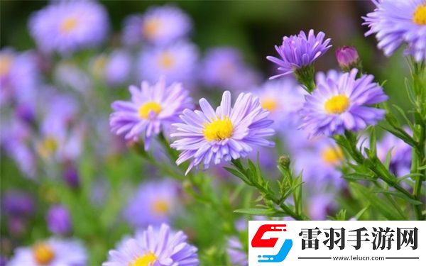 雙龍入戶三人行