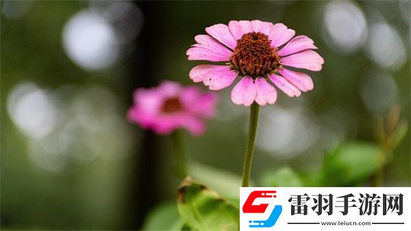 拔蘿卜哼哼唧唧原聲