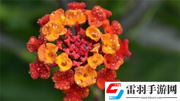 網站免費進入窗口軟件2023