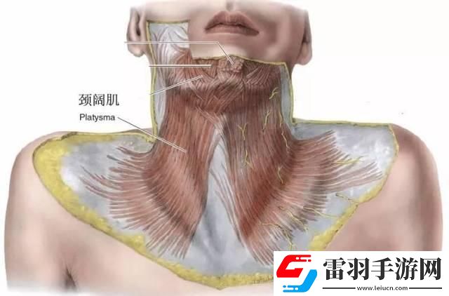 “脖頸兒硬過鋼膜