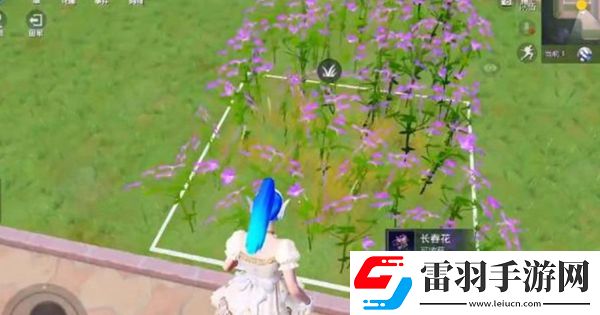 和平精英花圃種子在哪買