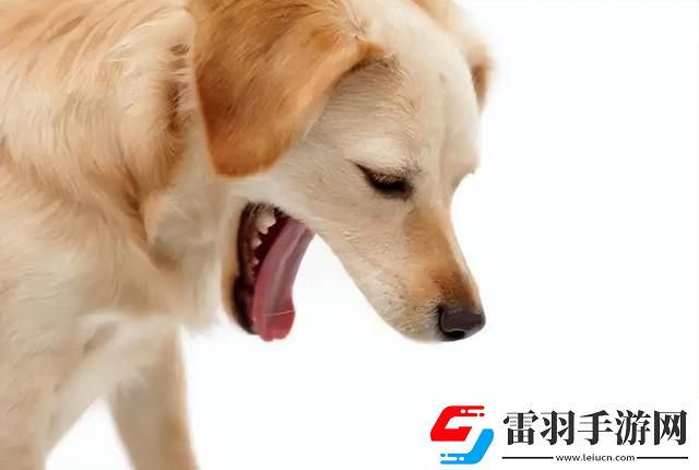 狗狗卡在里面的感覺