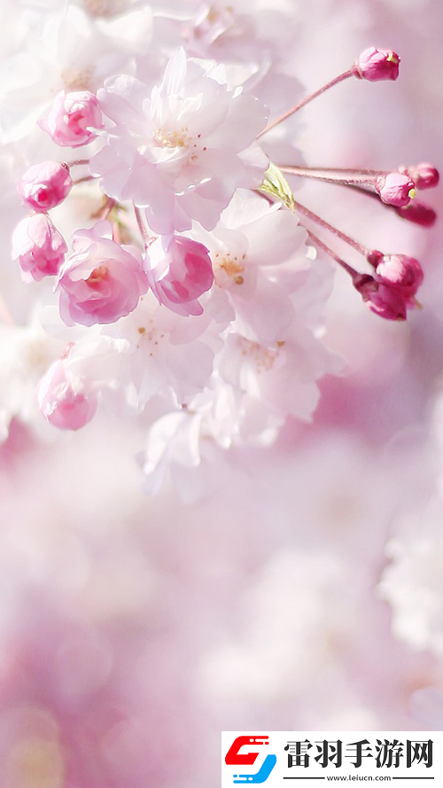 含苞欲放的桃花那是春天的嘴唇吧