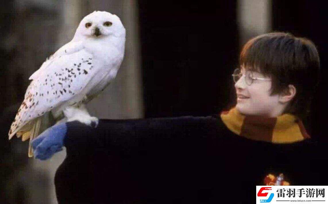 哈利波特的貓頭鷹叫什么名字
