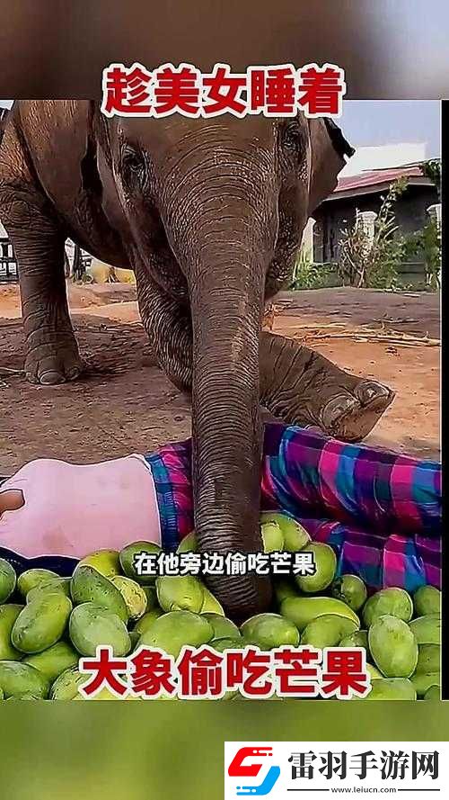 大象大象視頻www在線觀看被爆即將上市與芒果視頻分開