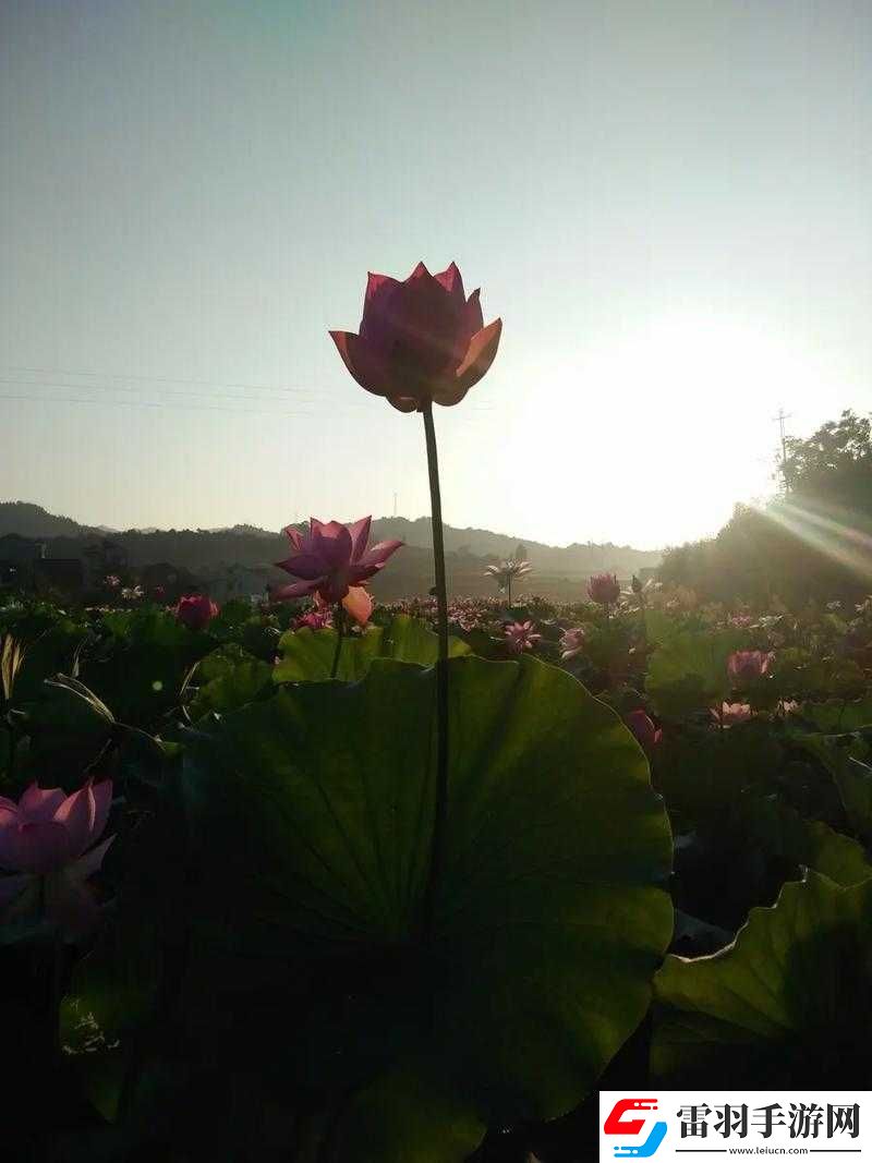 女性蓮花開癥狀圖片及相關解析