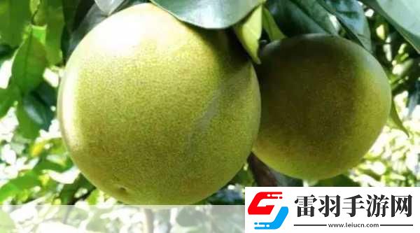 蜜柚污染版1.6.6