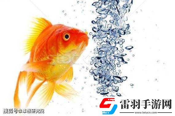 一夾一放怎么放與錦鯉吸水區別解析