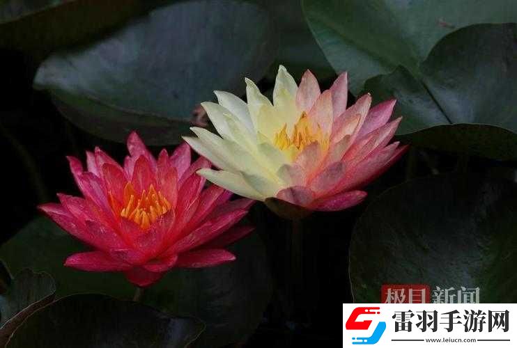 女性半夜蓮花開放的治療方法