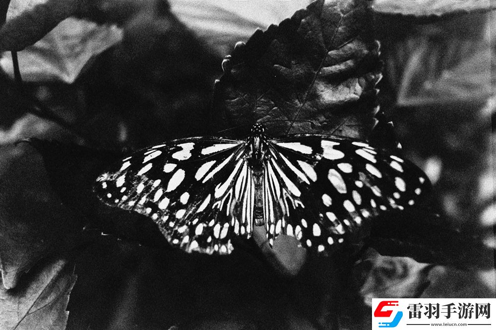 2024街頭霸王挑戰(zhàn)賽”獲獎結(jié)果正式揭曉