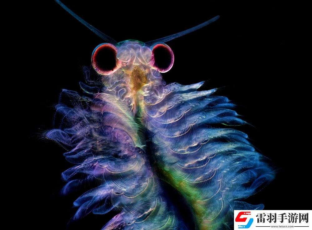 2024街頭霸王挑戰(zhàn)賽”獲獎結(jié)果正式揭曉