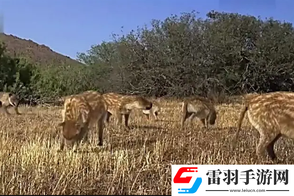 已經滅絕的十大動物