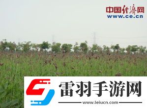 生態(tài)效益引領(lǐng)綠色未來