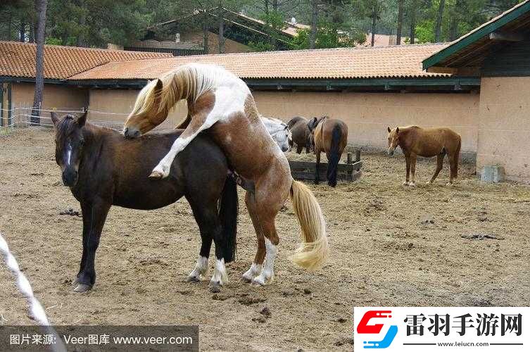 馬是如何進行配種的