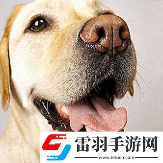 伸舌頭快速喘氣的奇特表現