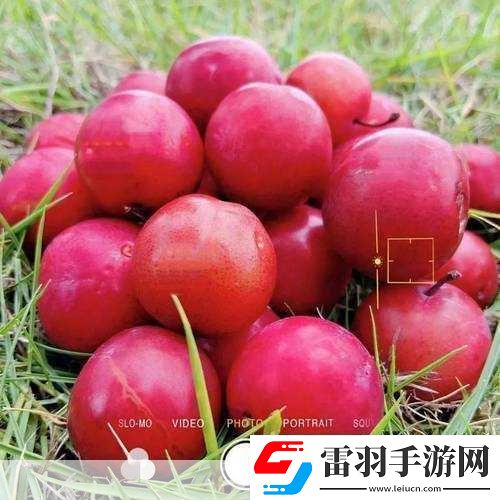 草莓櫻桃絲瓜綠秋葵榴蓮大全