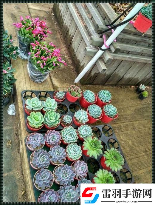 “食取報(bào)告3櫻花”傳奇