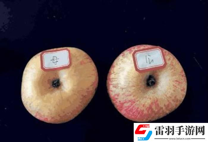 “蘋果158分未減除版”