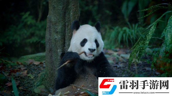 英雄聯(lián)盟2025全球總決賽冠亞軍決賽落地成都