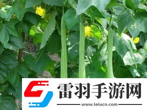 一家六口掃墓后誤食致命毒草