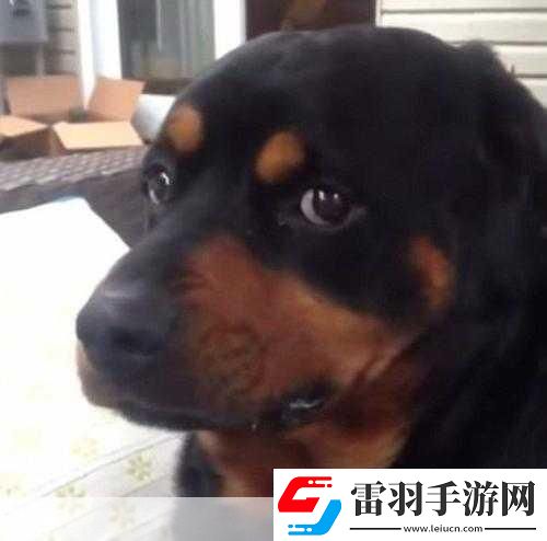 小蘿莉把第一次交給了大黑狗