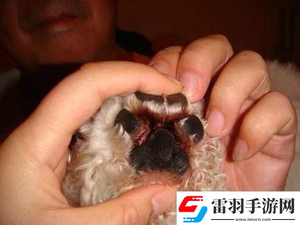 狗玩意兒硬燙臭三板斧