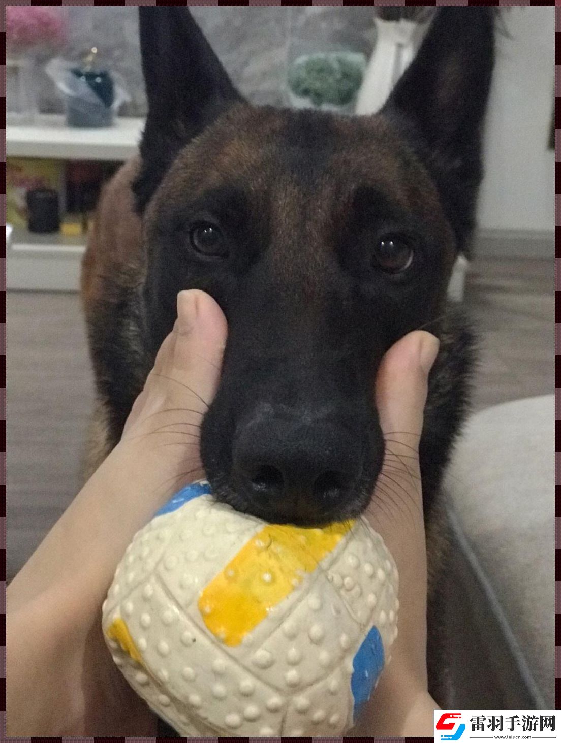 “汪星癮癥”難戒