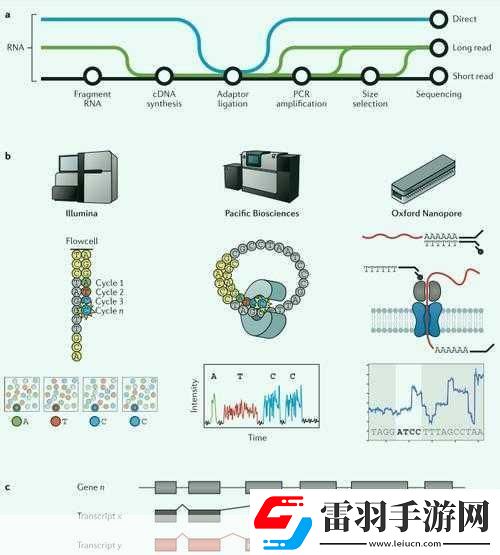 rna與cdna雜交RNA與cDNA雜交技術在基因研究中的應用