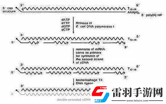 rna與cdna雜交RNA與cDNA雜交技術在基因研究中的應用