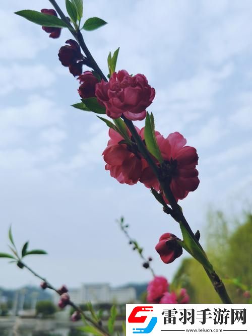 鎮國公雙核狂飆指南