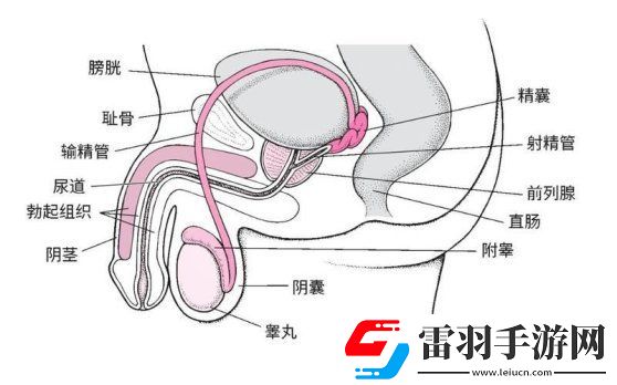 2025年陰囊根部定位新指南！友直呼這位置竟然藏了秘密
