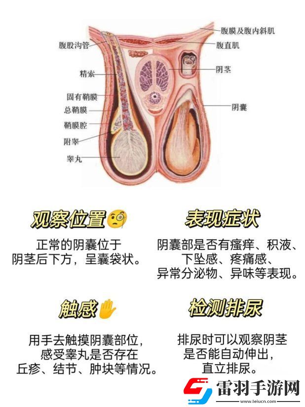 2025年陰囊根部定位新指南！友直呼這位置竟然藏了秘密