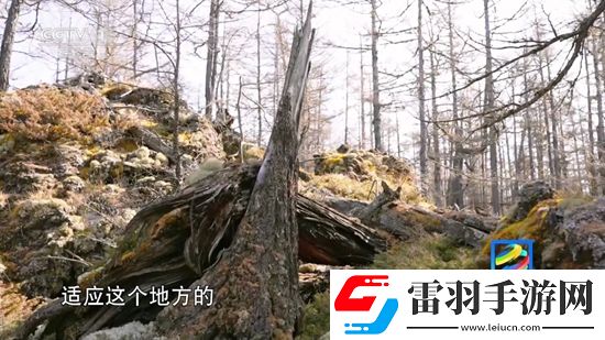 海賊王禁止圖片大全手繪治愈版下載，海賊王禁止圖片大全免費覺醒版下載v5.2.0安卓最新版